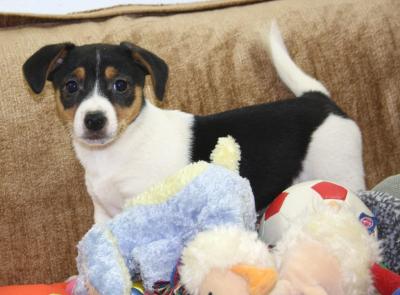 Gorgeous Jack russell puppies for sale