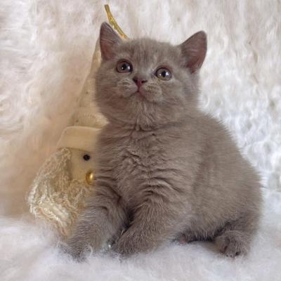   british shorthair kittens for Sale