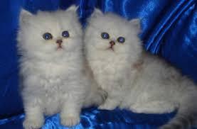 TICA Chinchilla Kittens for Sale contact us +33745567830