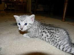 Egyptian Mau kittens for new home for sale contact us +33745567830