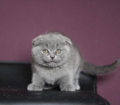 Good Looking Scottish Fold Kittens for sale contact us +33745567830