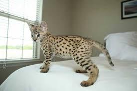 Available Serval kittens for sale contact us +33745567830