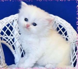 Adorable Persian Kittens for sale contact us +33745567830