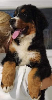 Bernese mountain dog puppies - Vienna Dogs, Puppies