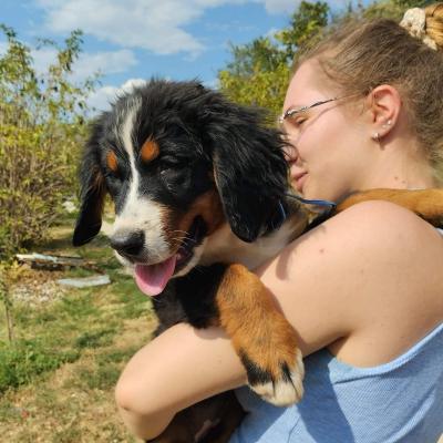 Bernese mountain dog puppies - Vienna Dogs, Puppies