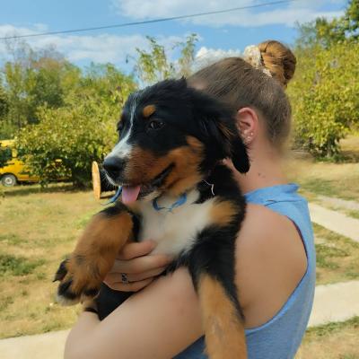 Bernese mountain dog puppies - Vienna Dogs, Puppies