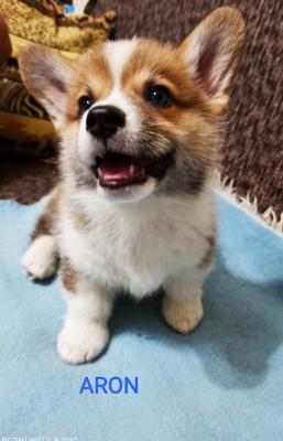 Corgi Welsh Pembroke 