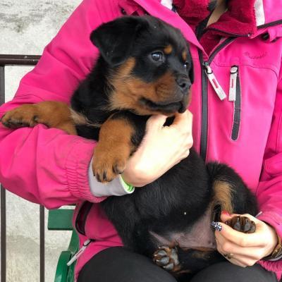  Rottweiler Puppies