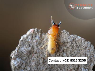 Termite Protection in Sydney: Safeguard Your Property