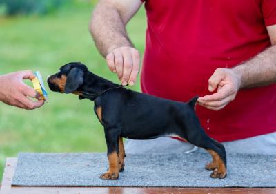 Doberman Pinscher Puppies Available for sale.