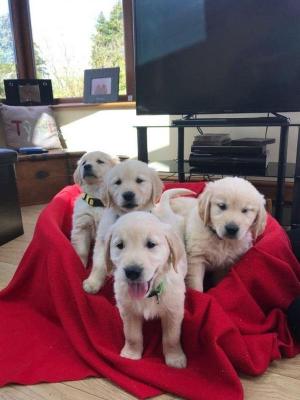 Golden retriever Puppies for sale.