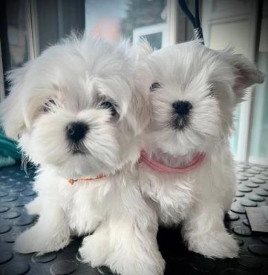 Intelligent Maltese Puppies For Sale.