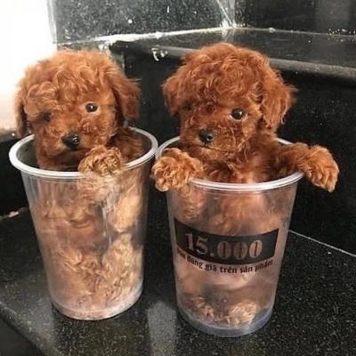    Lovely male and female Teacup Poodle Puppies for Sale .WHATSAPP: +97152 916 1892