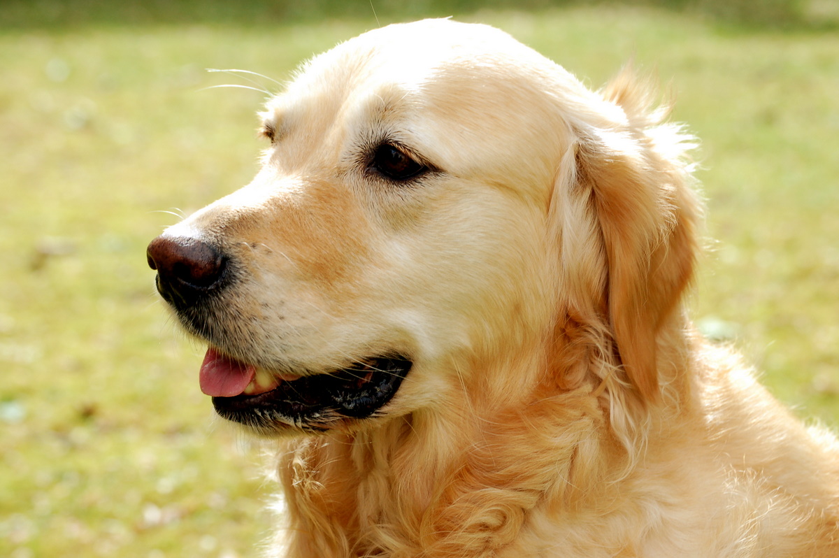 Labrador puppies for sale Bangalore