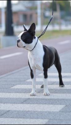 Boston terrier puppy - Vienna Dogs, Puppies