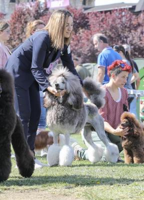 Standard poodle - Vienna Dogs, Puppies