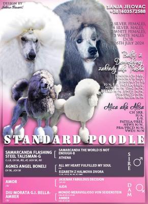 Standard poodle - Vienna Dogs, Puppies