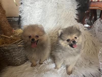 Pomeranian BOO pomeranians - Vienna Dogs, Puppies