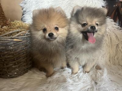 Pomeranian BOO pomeranians - Vienna Dogs, Puppies