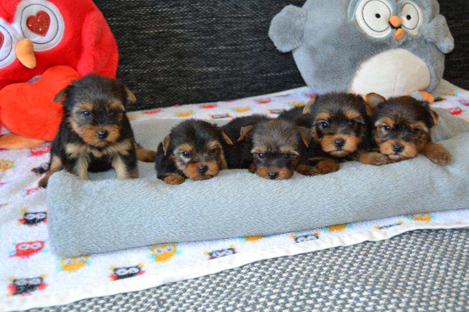 Yorkshire terrier  - Zurich Dogs, Puppies