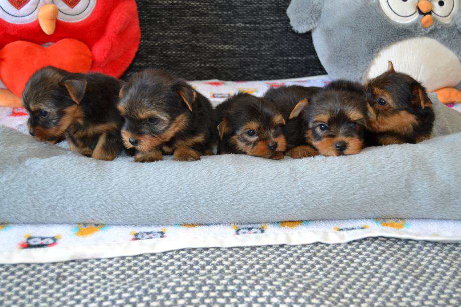 Yorkshire terrier  - Zurich Dogs, Puppies