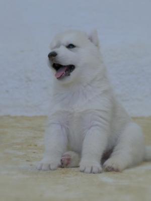 Siberian Husky puppies - Vienna Dogs, Puppies