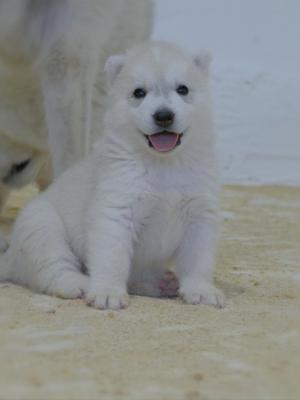 Siberian Husky puppies - Vienna Dogs, Puppies