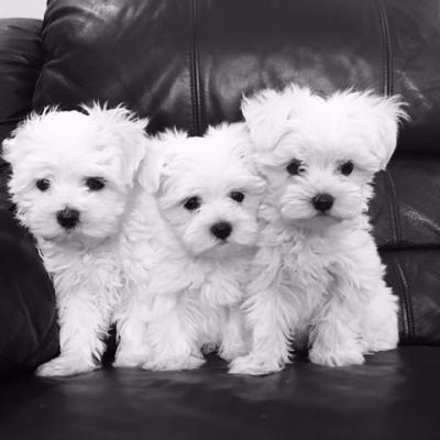   Beautiful Tiny Maltese Puppies for sale..WHATSAPP: +97152 916 1892