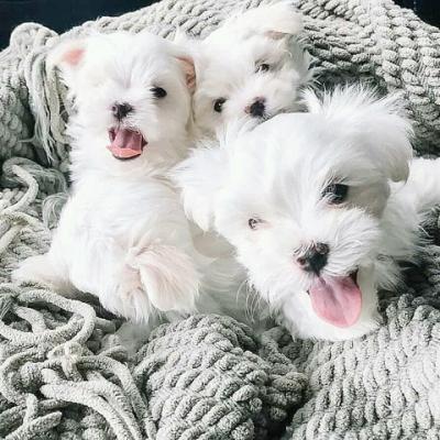   Beautiful Tiny Maltese Puppies for sale..WHATSAPP: +97152 916 1892