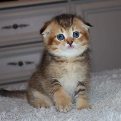  Scottish Fold Kittens for sale 