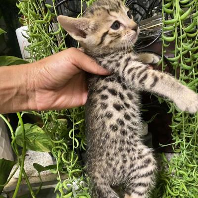  savannah kittens for re-homing