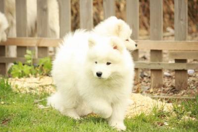  Samoyed puppies For Sale  