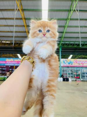  Persian kittens Available for adoption