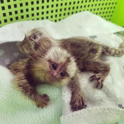   Marmoset Monkey for Adoption - Dubai Other