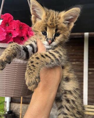  Serval Kittens for adoption