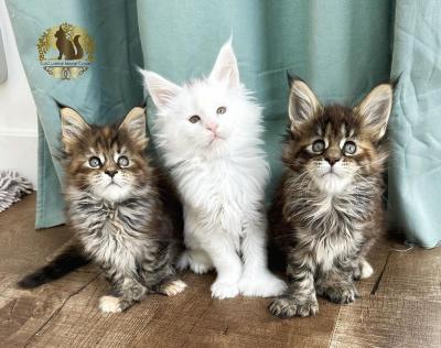  Maine Coon Kittens for sale   