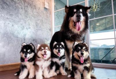   Siberian husky puppies available for Sale   