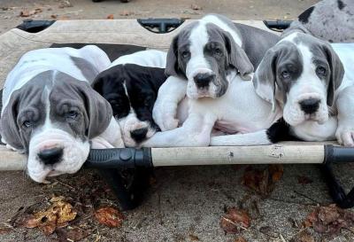  Great Dane Puppies for Adoption  