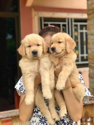   Golden Retriever Puppies fr sale   