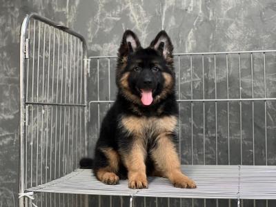   German Shepherd Puppies for sale   