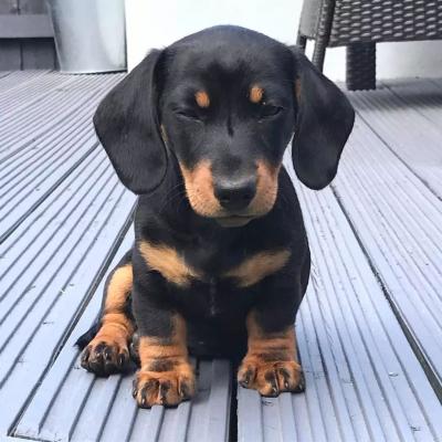    dachshund puppies For Sale 