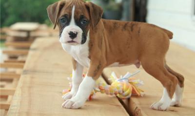  Boxer Puppies For Adoption  