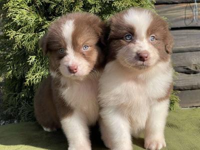    Border Collie pups for Adoption Ready   