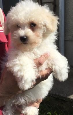   Bichon Frise Puppies For Sale   