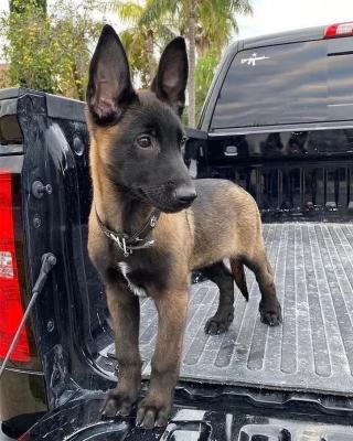   Belgian malinois puppies for adoption.   