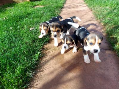  Beagle Puppies for Adoption 