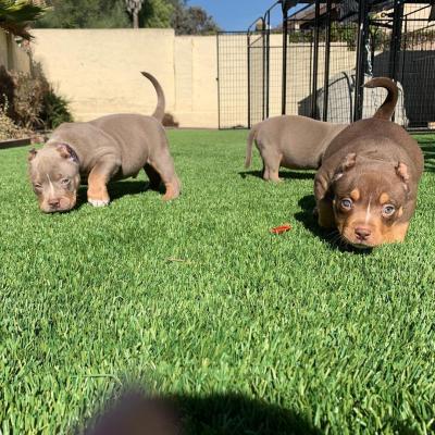   American Pittbull puppies for sale 