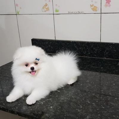   Pomeranian puppies available for sale   