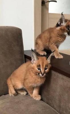    Caracal Kittens for Sale