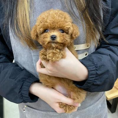   Poodle puppies here for Sale   